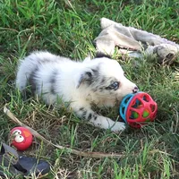 Osaka, a female Border Collie for sale in Douglass, KS – 4 of 8