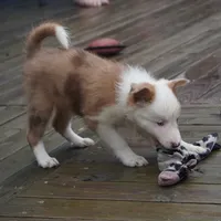 Talon, a female Border Collie for sale in Douglass, KS – 7 of 8