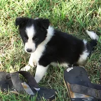 Orlando, a male Border Collie for sale in Douglass, KS – 4 of 9