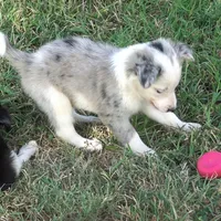 Orca, a male Border Collie for sale in Douglass, KS – 3 of 7