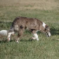 Titan, a male Border Collie for sale in Douglass, KS – 4 of 7