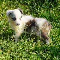 Osaka, a female Border Collie for sale in Douglass, KS – 2 of 2