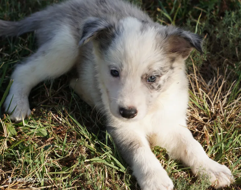 Orca – Border Collie puppy for sale in Douglass, KS
