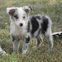 Ocean, a female Border Collie for sale in Douglass, KS – 2 of 7