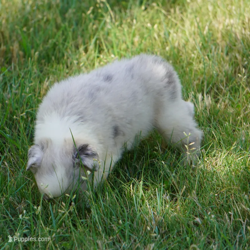 Typhoon – Border Collie puppy for sale in Douglass, KS
