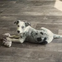 Orca, a male Border Collie for sale in Douglass, KS – 2 of 8