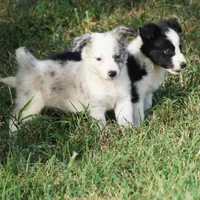Orca, a male Border Collie for sale in Douglass, KS – 4 of 8