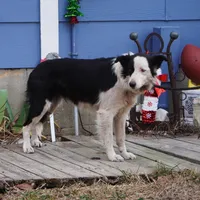 Winter, a female Border Collie for sale in Douglass, KS – 6 of 9