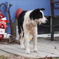 Winter, a female Border Collie for sale in Douglass, KS – 2 of 9