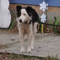Winter, a female Border Collie for sale in Douglass, KS – 4 of 9