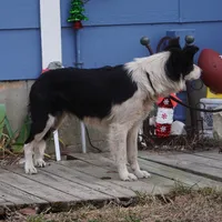 Winter, a female Border Collie for sale in Douglass, KS – 5 of 9
