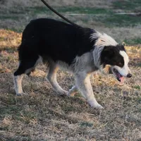 Winter, a female Border Collie for sale in Douglass, KS – 8 of 9