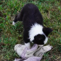 Iris, a female Border Collie for sale in Douglass, KS – 5 of 5