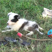 Osaka, a female Border Collie for sale in Douglass, KS – 5 of 8