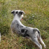 Orca, a male Border Collie for sale in Douglass, KS – 4 of 4