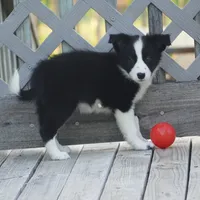 Tilly, a female Border Collie for sale in Douglass, KS – 2 of 7