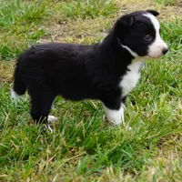 Namoura, a female Border Collie for sale in Douglass, KS – 2 of 4