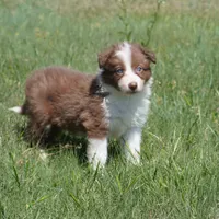 Timber, a male Border Collie for sale in Douglass, KS – Photo 3 of 7