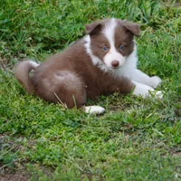 Timber, a male Border Collie for sale in Douglass, KS – Photo 2 of 7