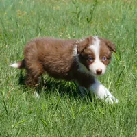 Timber, a male Border Collie for sale in Douglass, KS – Photo 5 of 7