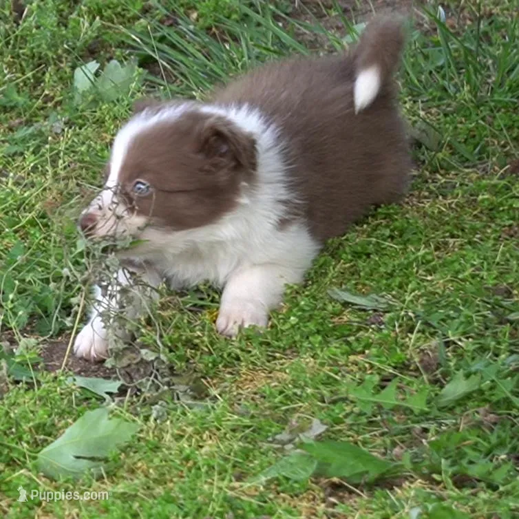Timber – Border Collie puppy for sale in Douglass, KS