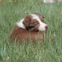Timber, a male Border Collie for sale in Douglass, KS – Photo 6 of 7