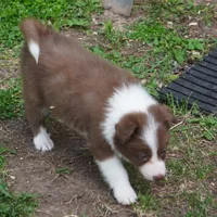 Timber, a male Border Collie for sale in Douglass, KS – Photo 4 of 7