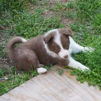 Timber, a male Border Collie for sale in Douglass, KS – Photo 7 of 7