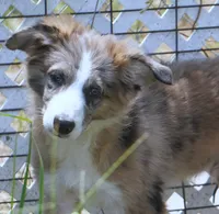 Nomad, a male Border Collie for sale in Douglass, KS – 2 of 3