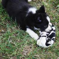 Namoura, a female Border Collie for sale in Douglass, KS – 2 of 7