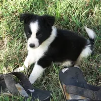 Orlando, a male Border Collie for sale in Douglass, KS – 2 of 9