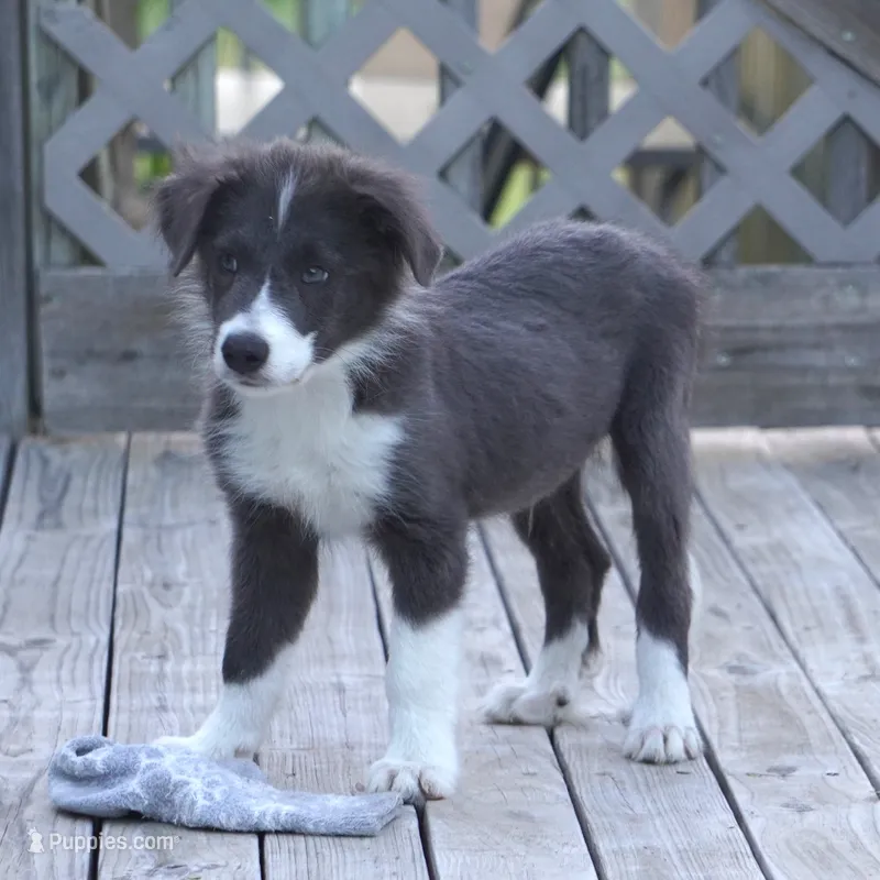 Cascade – Border Collie puppy for sale in Douglass, KS