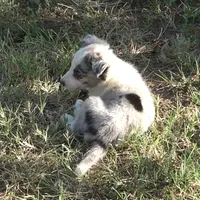 Ozzie, a male Border Collie for sale in Douglass, KS – 3 of 4
