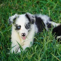 Outlaw, a male Border Collie for sale in Douglass, KS – 4 of 5