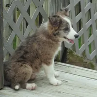 Nomad, a male Border Collie for sale in Douglass, KS – 3 of 6