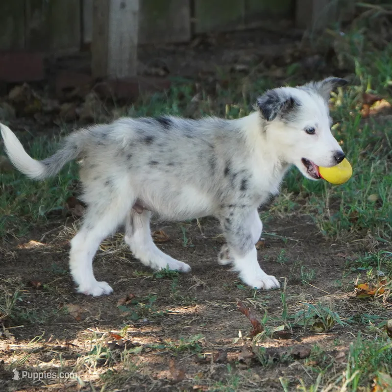 Orca – Border Collie puppy for sale in Douglass, KS