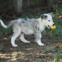 Orca, a male Border Collie for sale in Douglass, KS – 1 of 7