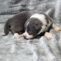 Cascade, a male Border Collie for sale in Douglass, KS – Photo 2 of 3