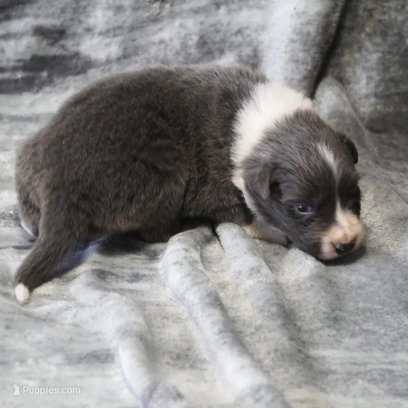 Cascade – Border Collie puppy for sale in Douglass, KS