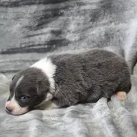 Cascade, a male Border Collie for sale in Douglass, KS – Photo 3 of 3