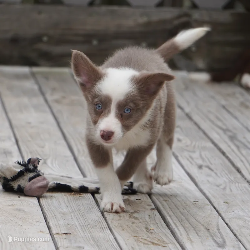 Torque – Border Collie puppy for sale in Douglass, KS