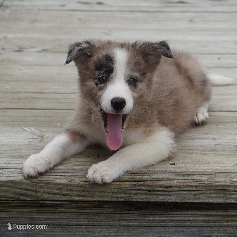 Titan – Border Collie puppy for sale in Douglass, KS