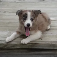 Titan, a male Border Collie for sale in Douglass, KS – 1 of 3