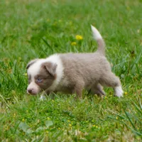 Torque, a male Border Collie for sale in Douglass, KS – 3 of 5