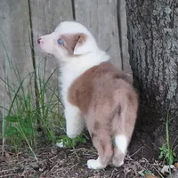 Talon, a female Border Collie for sale in Douglass, KS – 5 of 8