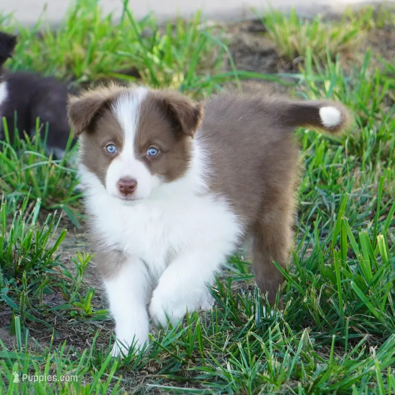 Timber – Border Collie puppy for sale in Douglass, KS