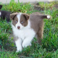 Timber, a male Border Collie for sale in Douglass, KS – 1 of 4