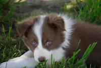 Timber, a male Border Collie for sale in Douglass, KS – 4 of 4