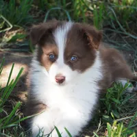 Timber, a male Border Collie for sale in Douglass, KS – 2 of 4