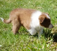 Timber, a male Border Collie for sale in Douglass, KS – 3 of 4